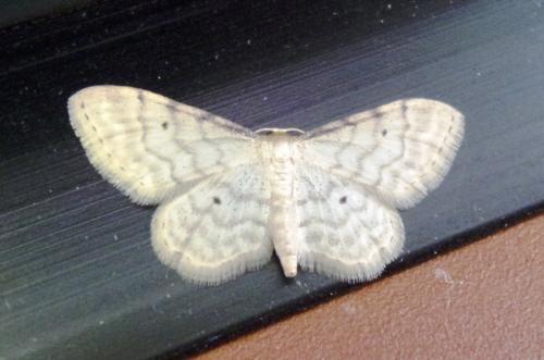 Idaea fuscovenosa